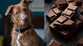 ¿Por qué los perros no pueden comer chocolate? La gran pregunta llena de mitos que preocupa a los doglovers
