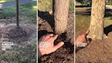 Gardener shares viral tip about common mistake that can destroy the trees in your yard: ‘Just the right amount makes all the difference’