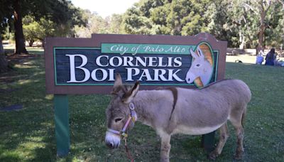 Basis for ‘Shrek’ donkey receives government grant for care