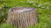 5 Solutions for How to Remove a Tree Stump from Your Yard Safely