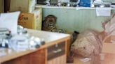 Maharashtra: Leopard rescued from MSEB office in Khed