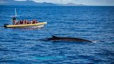 The islands that went from whale hunting to whale watching