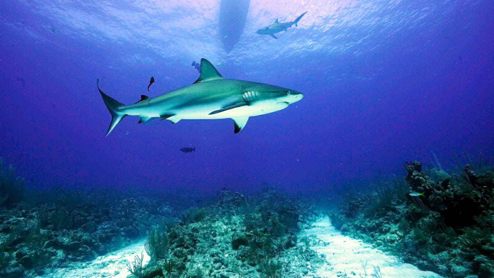 15-year-old American loses her leg in Belize shark attack