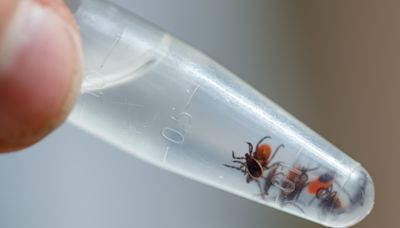 Pennsylvania launches ongoing updates on tick-borne diseases with new data dashboard
