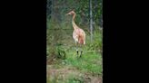 Dallas Zoo offers $12.5K reward after whooping crane found with gunshot wound in Louisiana