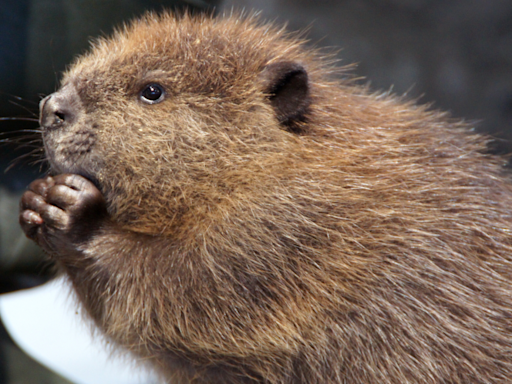 Wildlife Rescue Takes in Orphaned Baby Beaver and People Are Joking It Looks Like a ‘Fuzzy Potato'