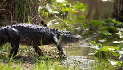 On National Alligator Day, UF/IFAS shares information on why it's great to be a Florida gator