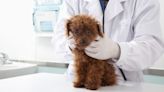 Parasitic Infection of the Respiratory Tract in Dogs: Symptoms, Causes, & Treatments