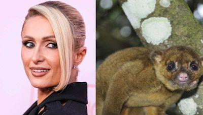 George Clooney, Paris Hilton, Leonardo DiCaprio, découvrez ces célébrités qui ont adopté des animaux très insolites