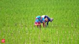 Indian farmers rush to plant summer crops as monsoon revives