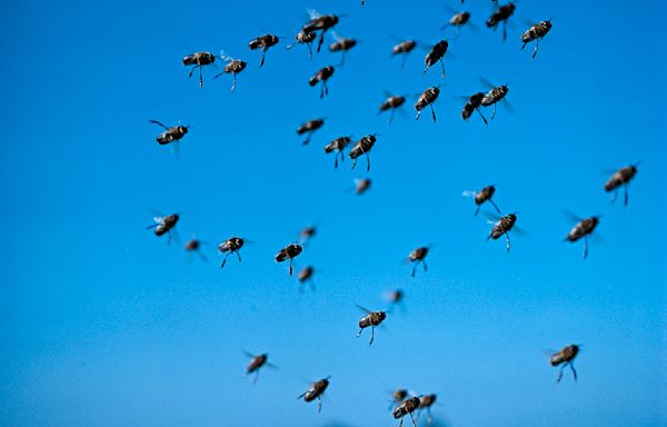 Arizona golf course worker dies after being attacked by swarm of bees