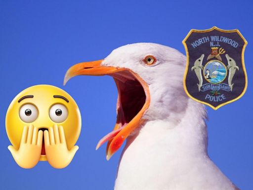 NJ man charged with killing seagull — NJ Top News