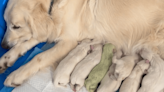 One Adorable Green Puppy Among New Arrivals For Golden Retriever Mama