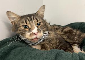 Cat ‘lucky to be alive’ after being shot in the face by shotgun | FOX 28 Spokane