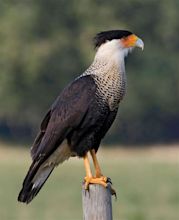 Caracara | Crested, South American, Raptor | Britannica