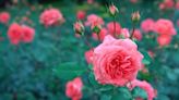 Gardening: Roses are known for their beauty and fragrance, but can be difficult to grow