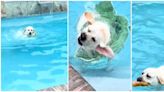 La contundente reacción de este perrito cuando le dicen que tiene que salir ya de la piscina