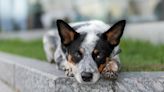 Blue Heeler Has Saddest Way of Seeing Owner Off To College