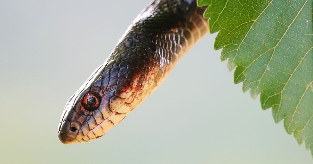 A Crisis for American Venomous-Snake Owners