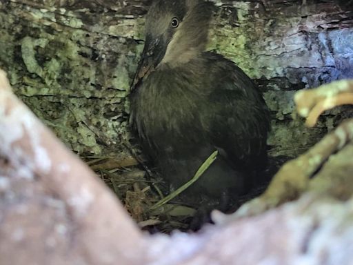 Zoo’s hamerkop chick joins parents on branch after fledging