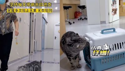 美短貓住院「堅持帶病巡視環境」 家屬幫忙提尿袋無奈陪同