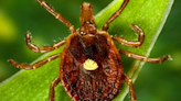 Warm weather raises risk of tick-borne diseases: Expert preventative advice