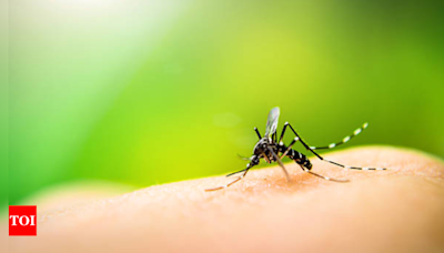 Man tests positive for Zika while undergoing treatment for septicaemia | Pune News - Times of India
