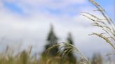 Sneeze fest: Willamette Valley hits ‘heart of the grass pollen season’