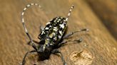 Feds announce plans to battle tree killing beetles in Ohio, other states