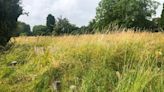 Cambridge family says cemetery looks like 'disused allotment' as grass covers graves