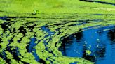 Health officials issue blue-green algae watch for Lake Shawnee