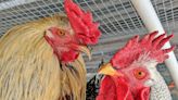 Don't buy a backyard chicken to combat inflation