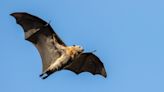 Grey-headed flying-fox population soaring in Australia is a “good-news story”