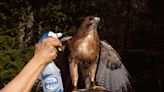 Women Falconers Unleash Their Hawks In This Incredible Photo Series