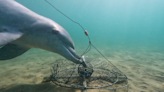 Watch dolphins raid crab pots off Australia in never-before-seen footage