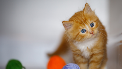 Tiny Ginger Kitten 'Helpfully' Removes All the Ziploc Bags From Box