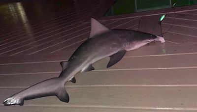 Family catch and releases 4 sharks in Cape Coral canal