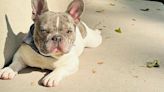 Cayce family offering $5k for info to help find stolen French bulldog