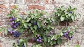 How to Espalier Trees and Plants