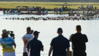 Chincoteague Pony Swim 2024: Follow along live here for all the latest updates