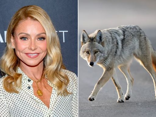 Kelly Ripa encountered wild coyote, tried to warn other hikers: 'I was the town crier!'