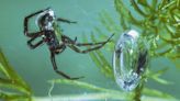 These Funky Spiders Are Lurking by the Water