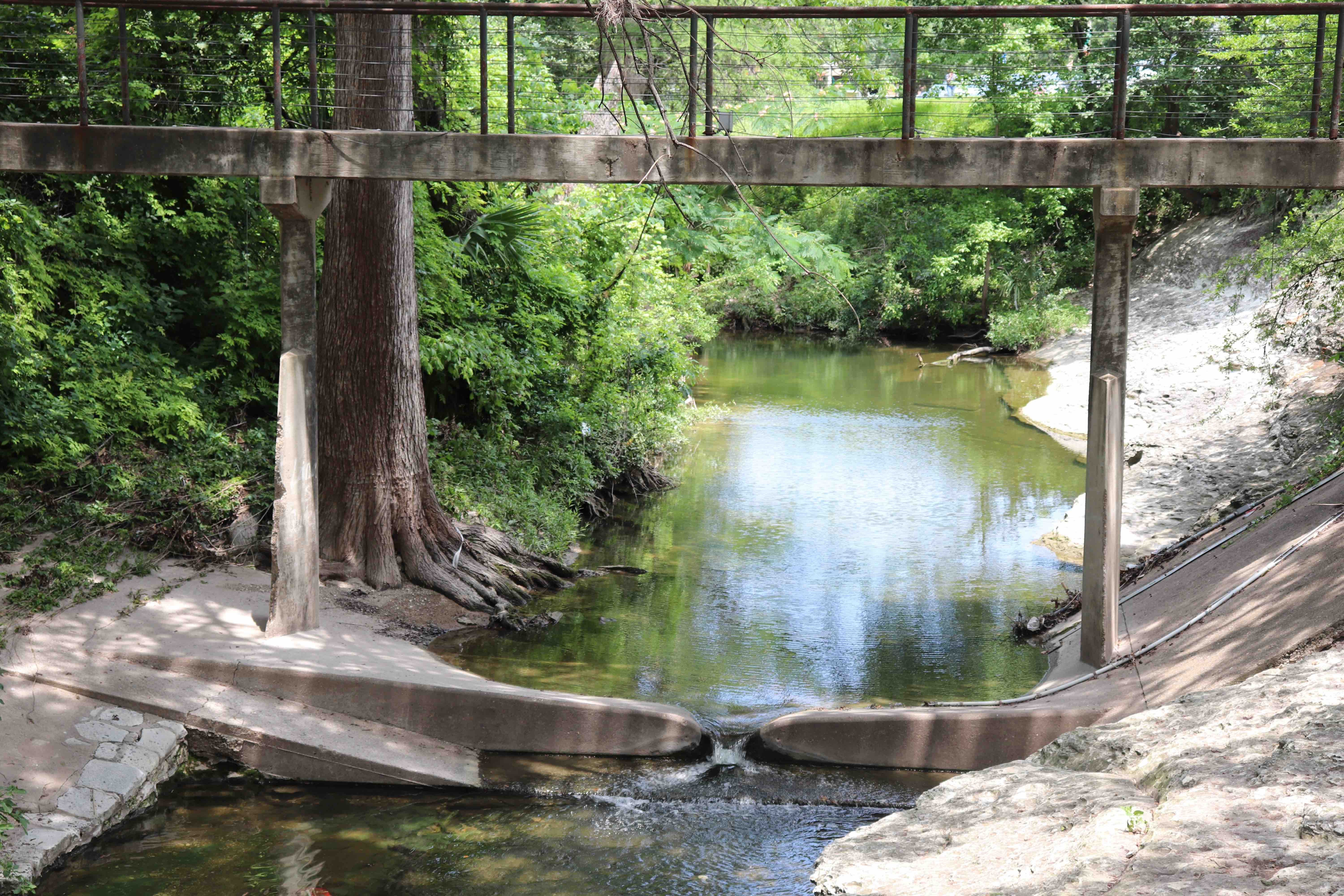 How Austin's leaky pipes are helping trees at University of Texas