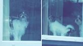 Owner watches pets posing in the window, dog has other plans