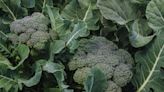 How To Grow And Care For Broccoli