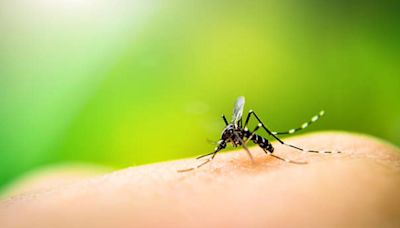 Surging dengue cases in Karnataka, BJP urges Cong govt to declare medical emergency