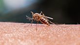 Local elimination of mosquitoes is possible. Here’s why we shouldn’t simply kill them all