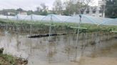 惡劣天氣大雨不斷 打鼓嶺農場水浸 農產品損失慘重