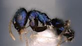Dazzling New Blue Ant Species Unearthed in India