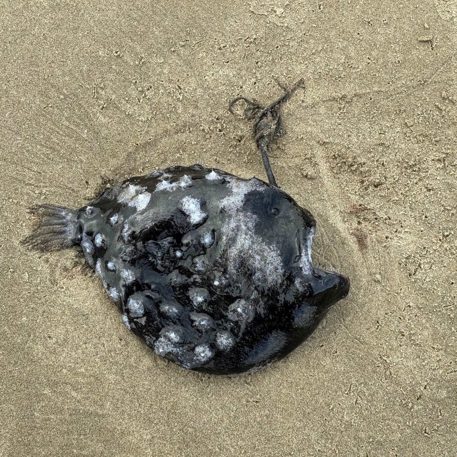 Beachcombers Discover Rare, Deep-Sea Anglerfish Washed Up on Oregon Coast